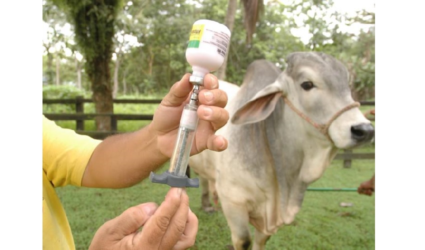 En Córdoba, el ICA supervisa la vacunación contra la fiebre aftosa y la brucelosis bovina