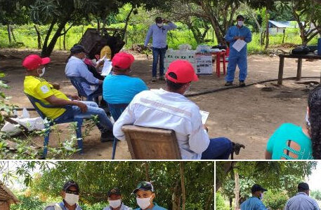 Productores del Cesar aprenden sobre el control del picudo en la palma de aceite