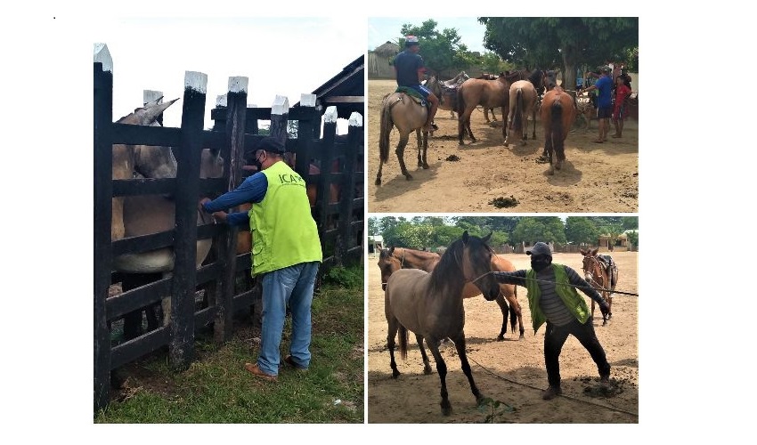 Adelantan jornada de vacunación contra la encefalitis equina venezolana en Bolívar
