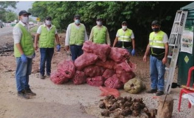 Destruyen material vegetal en Cesar por no cumplir normatividad fitosanitaria