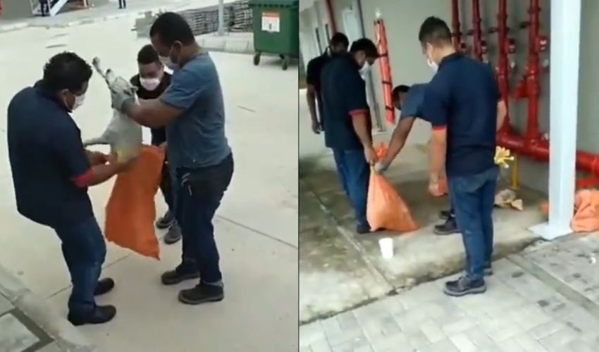 (Video) Indignación por maltrato animal en sede del Sena. Sedaron a perros y los metieron en bolsas plásticas
