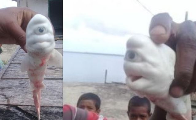 Pescadores encuentran tiburón albino de un solo ojo