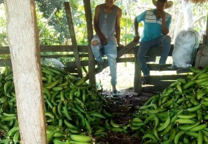 Advierten que en Córdoba podrían represarse hasta 12.000 toneladas de plátano