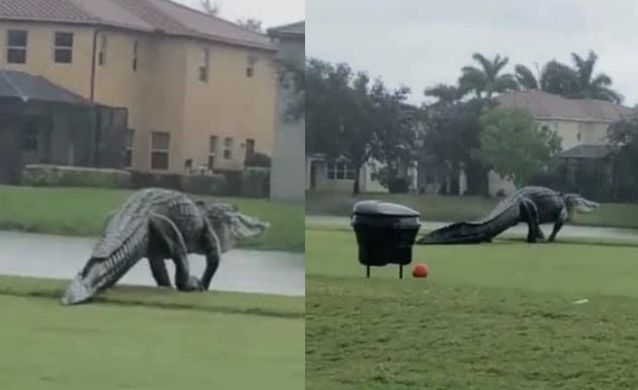 (Video) Caimán gigante se pasea por campo de golf ¿Es un montaje o es real?