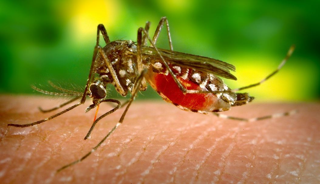 Incidencia y letalidad del dengue en Cartagena disminuyen: Dadis