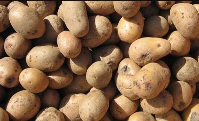 Ministerio de Agricultura y Banco de Alimentos se unen para donar papa colombiana