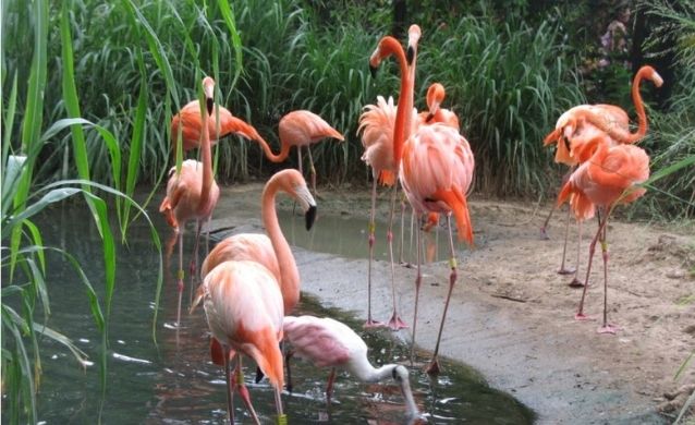 Flamencos rosados habrían muerto y otros resultaron heridos al colisionar contra redes del nuevo Anillo Eléctrico