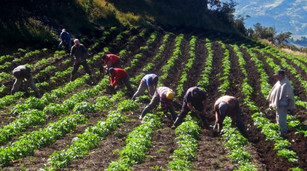 ‘La Guajira se reactiva’, estrategia del Departamento que busca beneficiar con incentivos al sector agropecuario