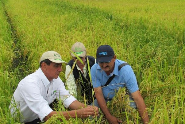 Cerca de un millón de hectáreas de arroz, maíz, soya y algodón, serán sembradas en 2021