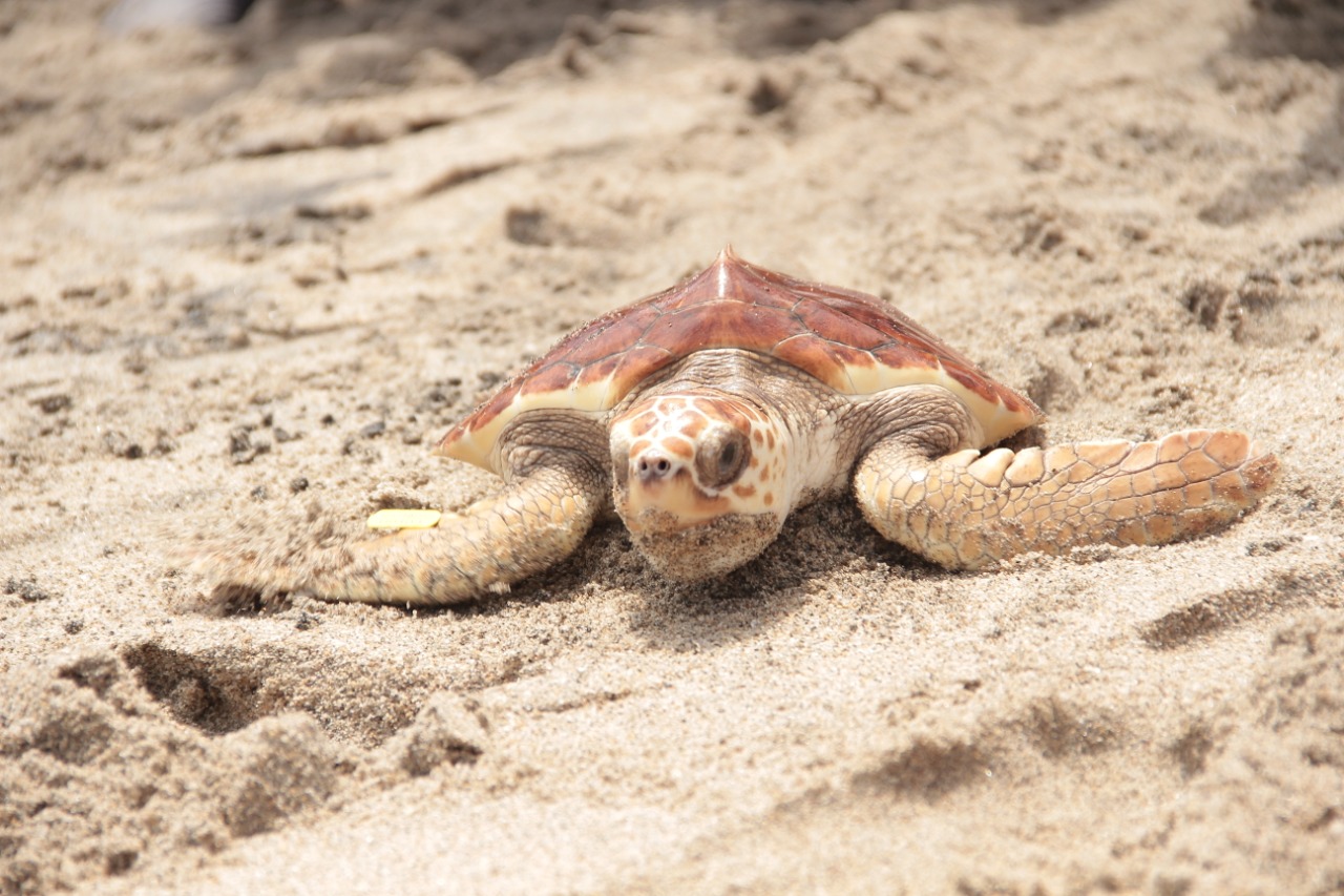 Liberan 58 tortugas marinas en el corregimiento de Palomino, Dibulla