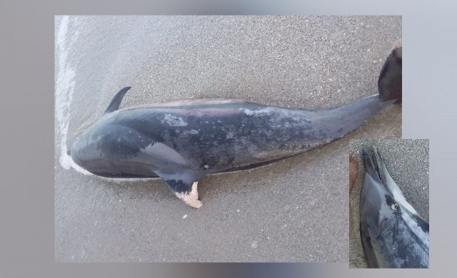 Encuentran un delfín muerto en el sector del ‘Valle de los cangrejos’ de Riohacha