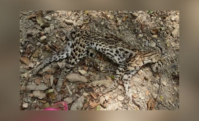 Hallan muerto a un tigrillo en inmediaciones del arroyo Pupurema