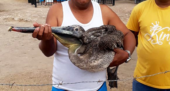 Corpoguajira rechaza muerte de pelícano atacado con piedras en Fonseca