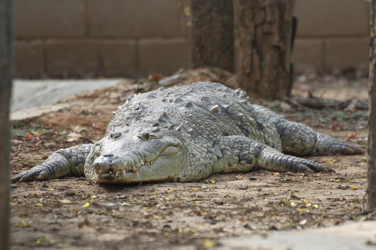 Cerrejón logra anidación de más de 140 huevos para la reproducción del caimán aguja en La Guajira