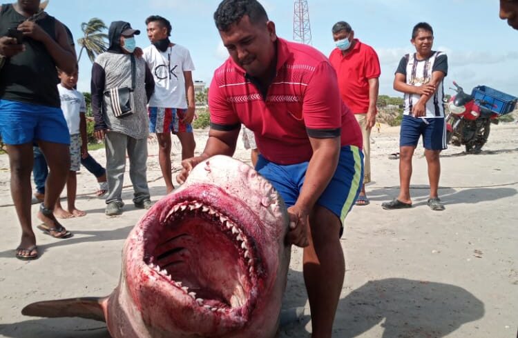 Hallan tiburón muerto en el sector conocido como ‘El faro’, en Riohacha