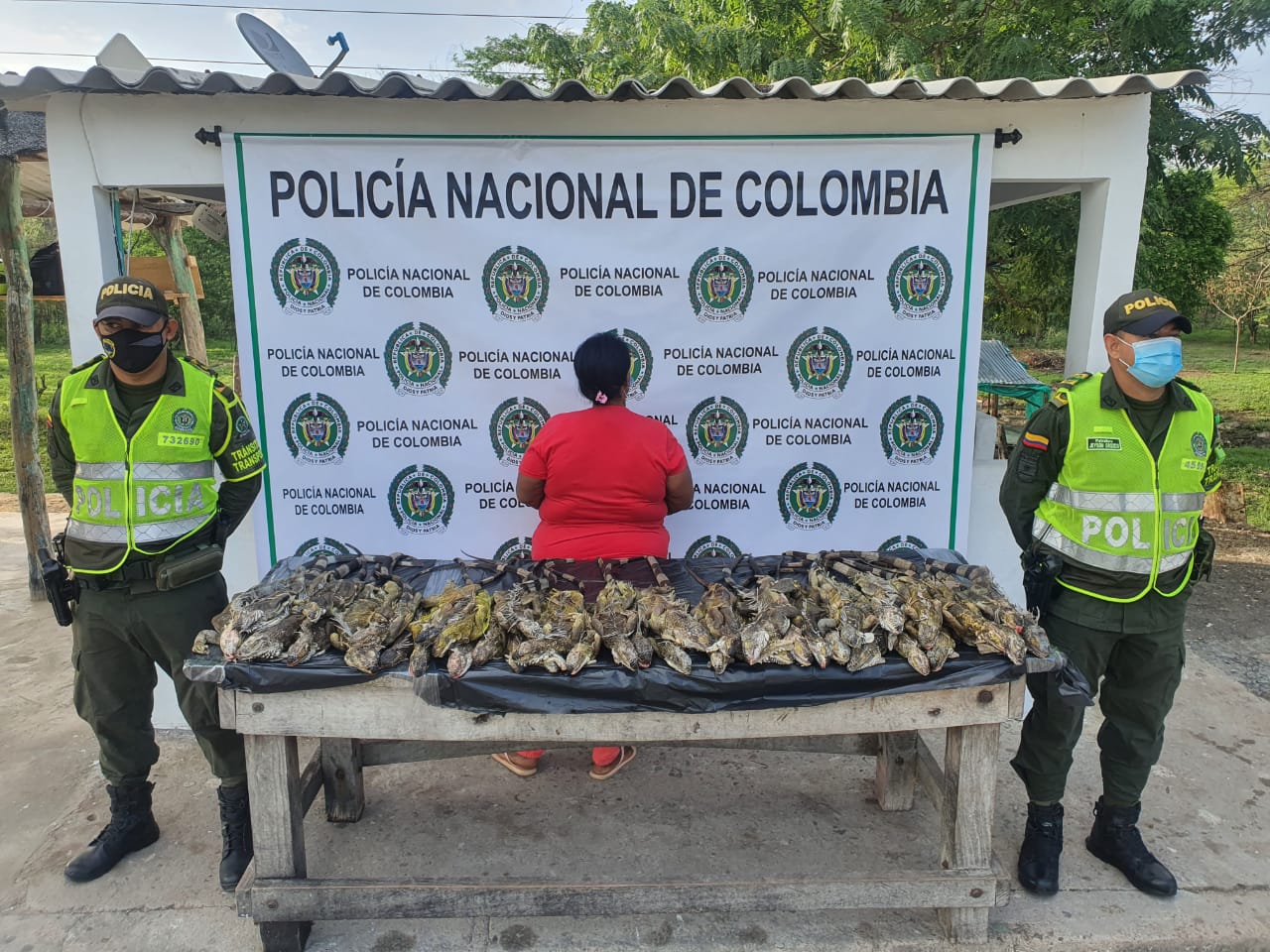 En zona rural de San Juan capturan a una mujer que llevaba 40 iguanas muertas
