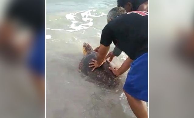 Pescadores de Riohacha devolvieron a su hábitat a tortuga marina