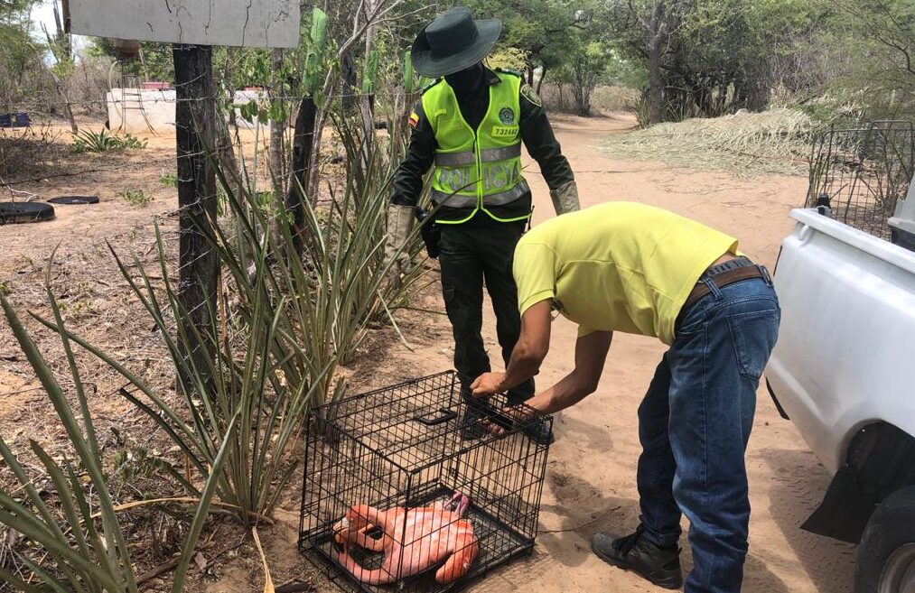 Indígenas wayuú de Tokupe y La Plazoleta rescatan a flamenco rosado