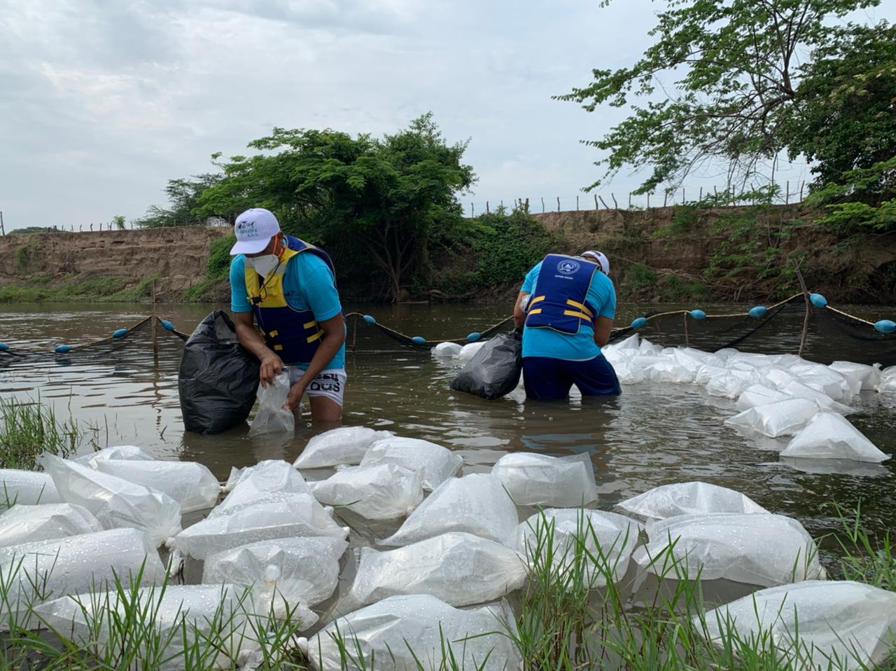 Cerrejón introduce 220.000 bocachicos en el río Ranchería