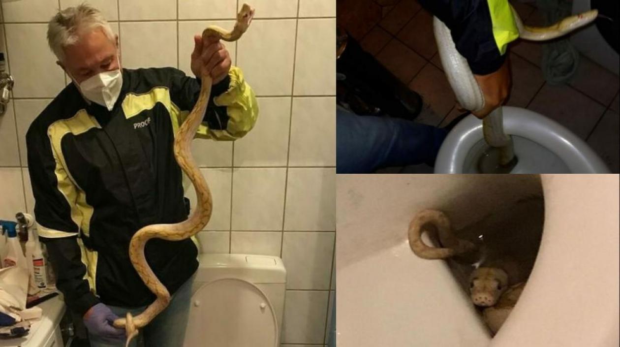 Serpiente muerde en los genitales a hombre que estaba sentado en el inodoro