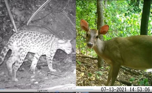 Cerrejón ha identificado más de 46 especies de fauna, por medio de cámaras trampa, este 2021