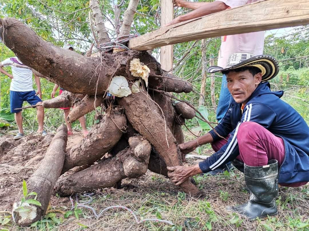 Agricultor de Montería encontró una yuca de 56 kilos en sus tierras