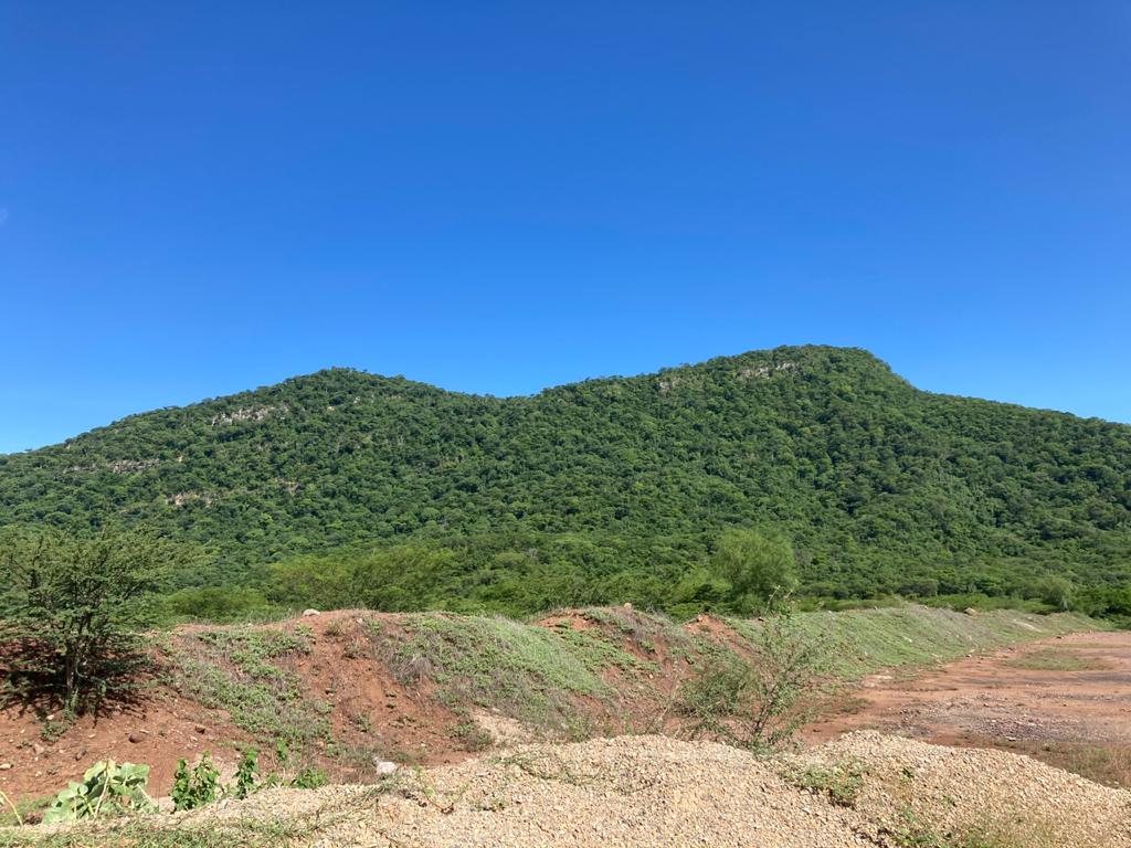 El guayacán, el carreto y el quebracho, las especies de bosque seco tropical más representativas de La Guajira