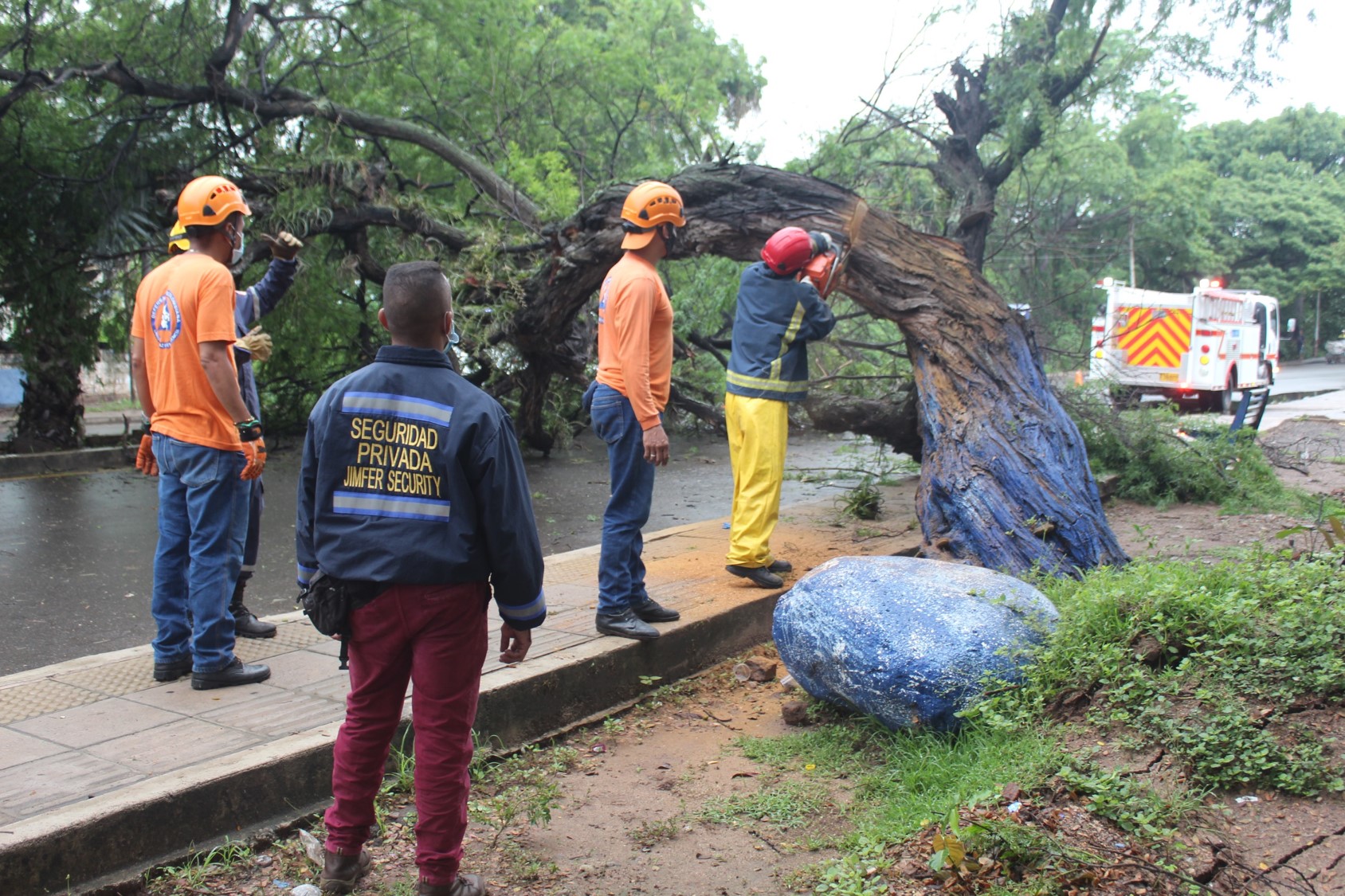 Cerraron la vía de acceso de Villanueva tras desplome de árbol de trupillo