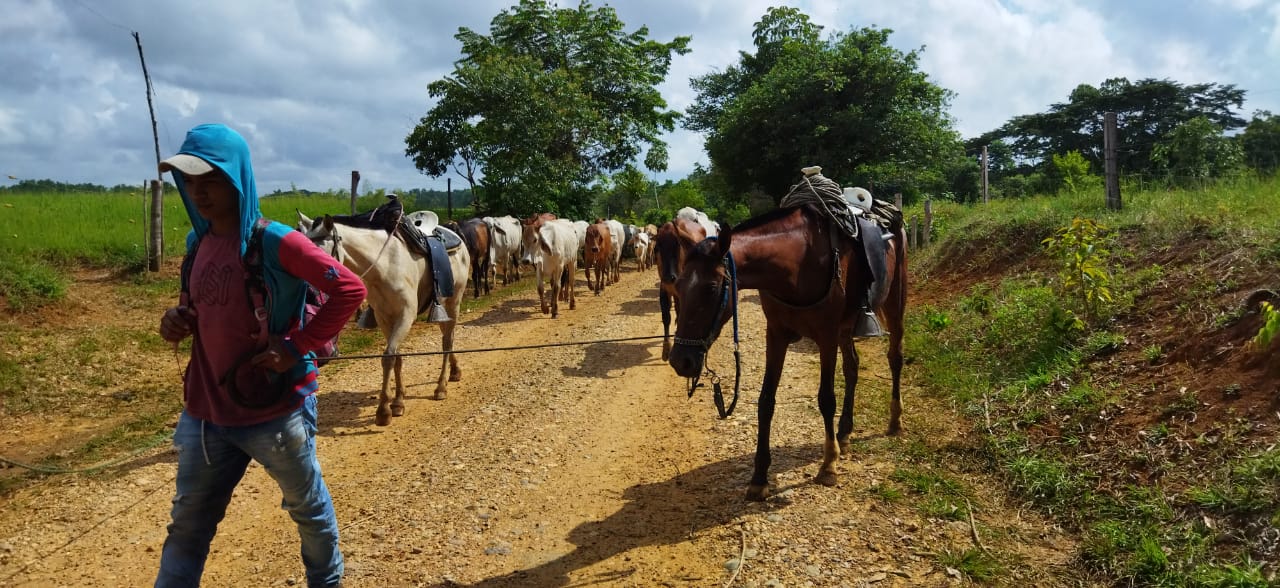 Fedegán alerta por difícil situación que viven ganaderos de La Mojana debido a las inclementes lluvias e inundaciones