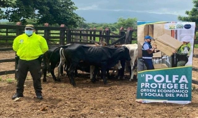 Polfa incautó ocho semovientes que pretendían ser sacrificados en zona de frontera