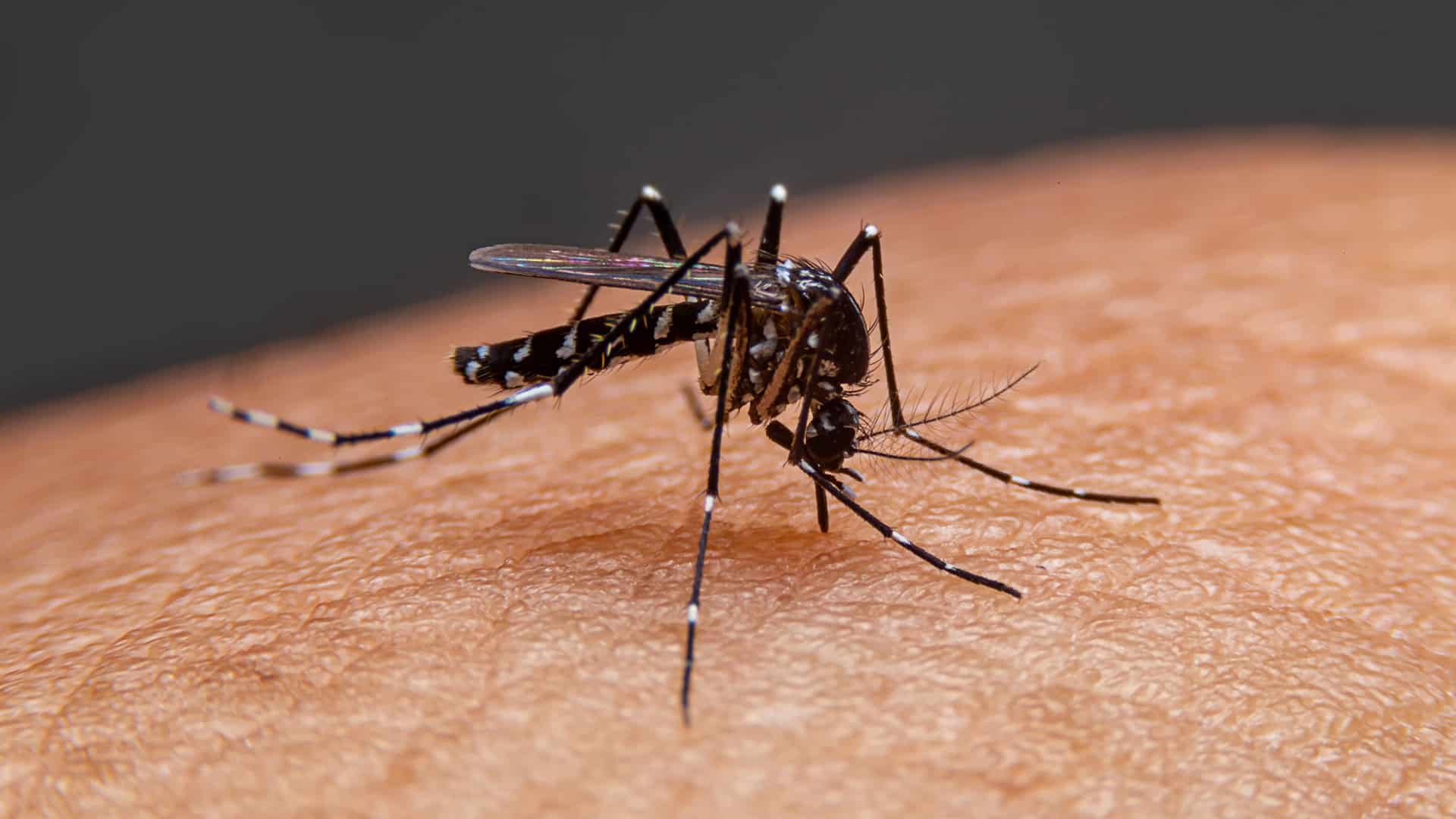 Confirmados 12 casos de dengue grave en La Guajira