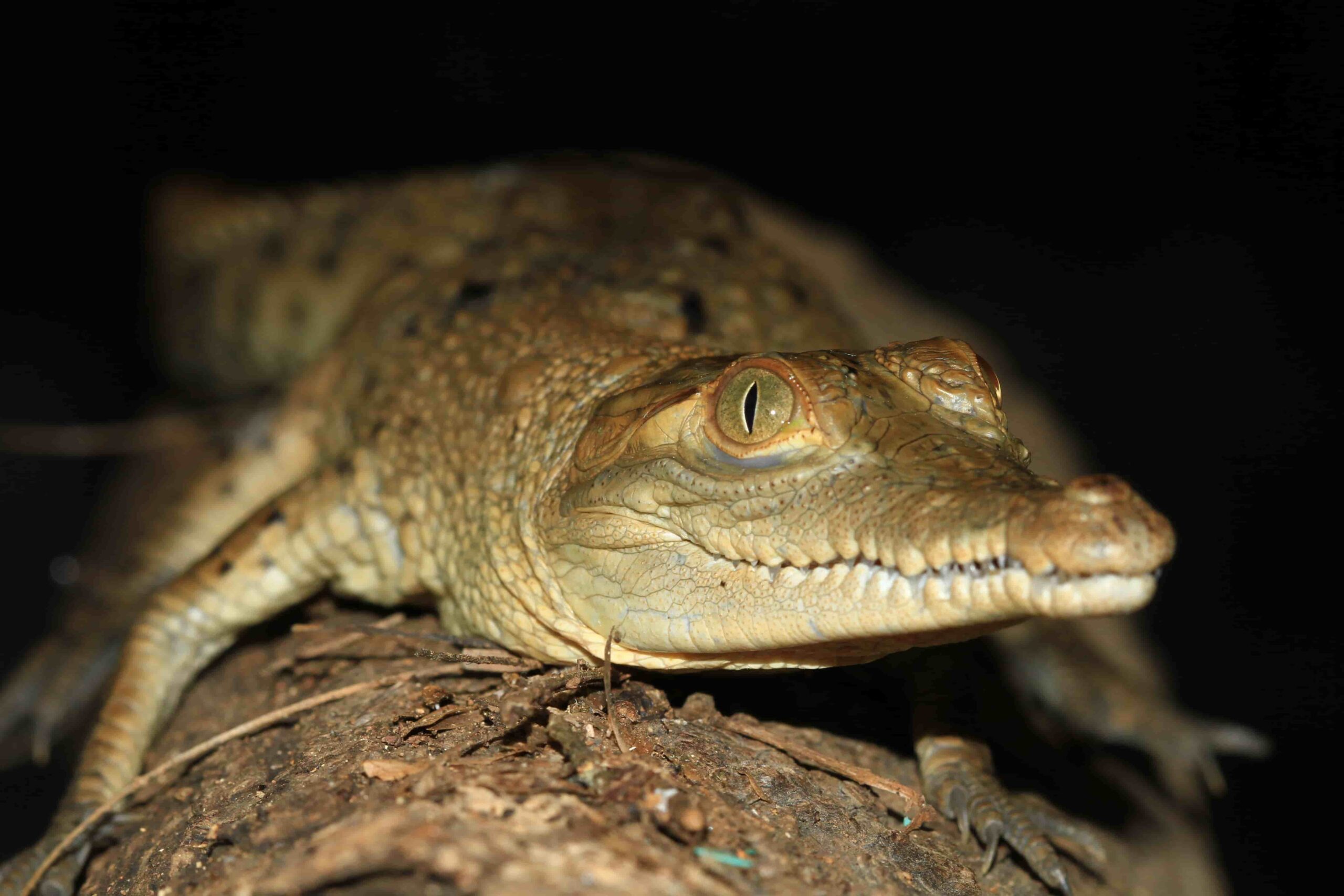 Seis caimanes aguja crecen satisfactoriamente en el Centro de Fauna de Cerrejón
