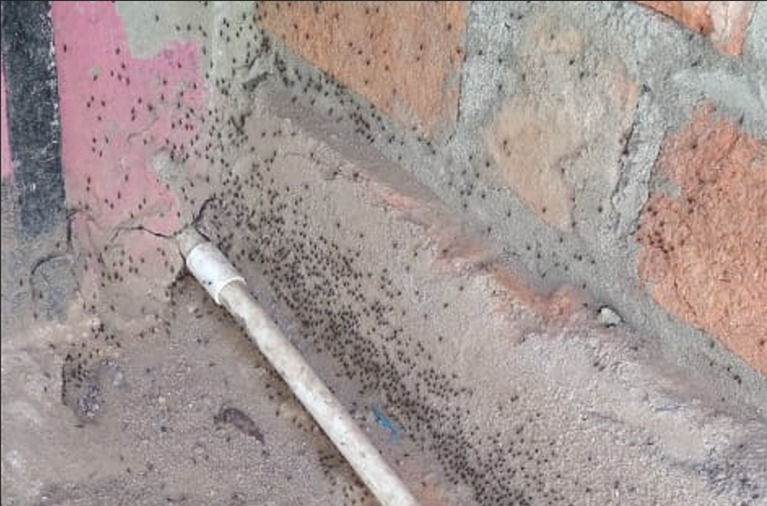 Habitantes de Albania piden fumigación ante la proliferación de mosquitos en varios sectores