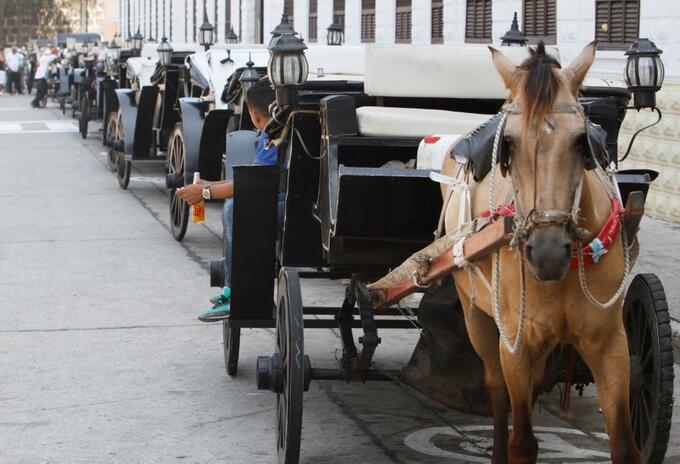 A juicio disciplinario directoras del Dadis y Umata por muerte de caballos cocheros en Cartagena