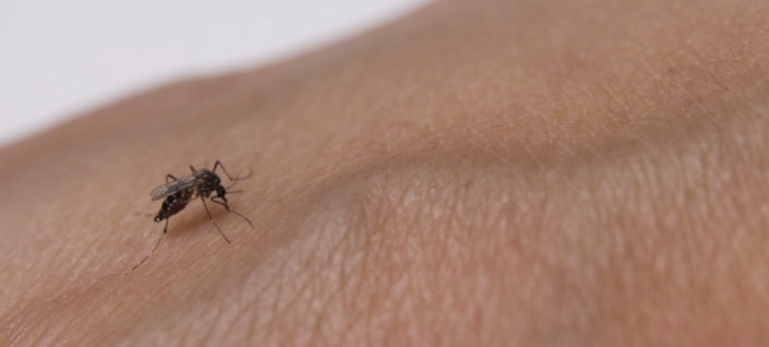 Alerta epidemiológica en Colombia por aumento del dengue