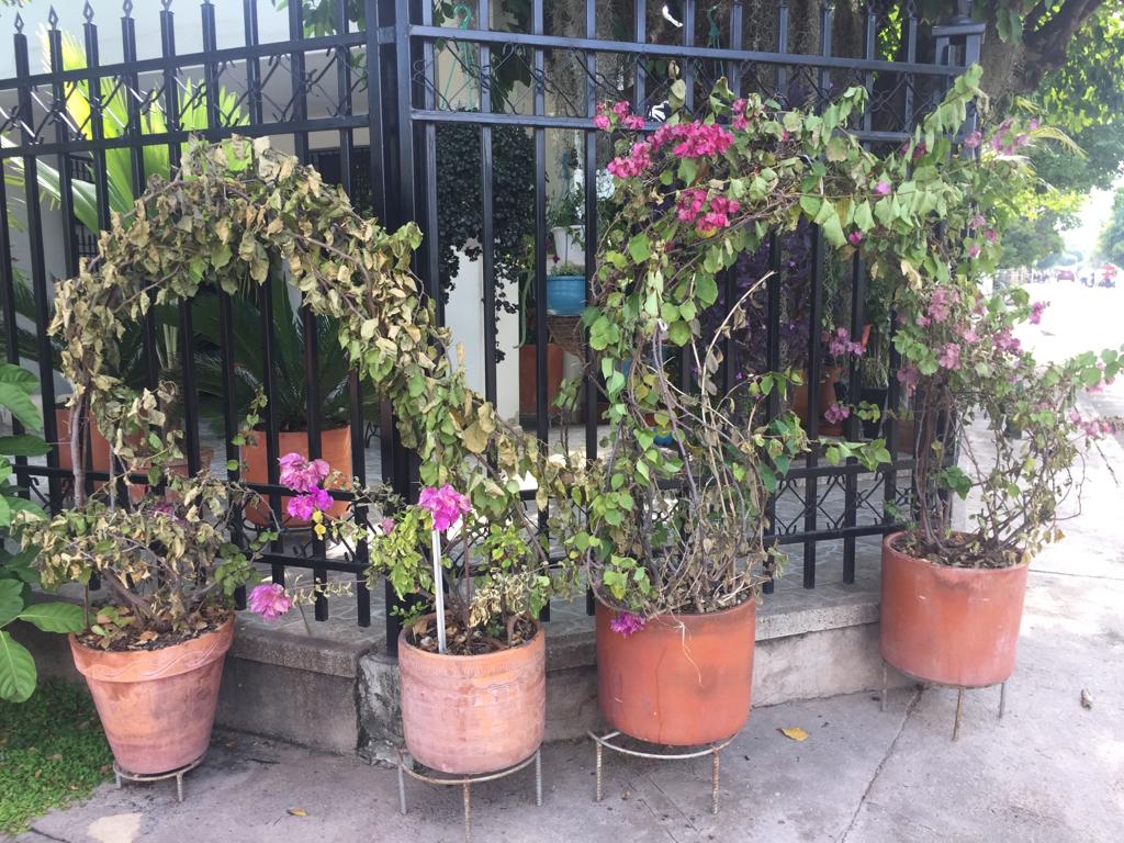 A exfuncionaria de Alcaldía de Urumita desconocidos le destruyeron su jardín