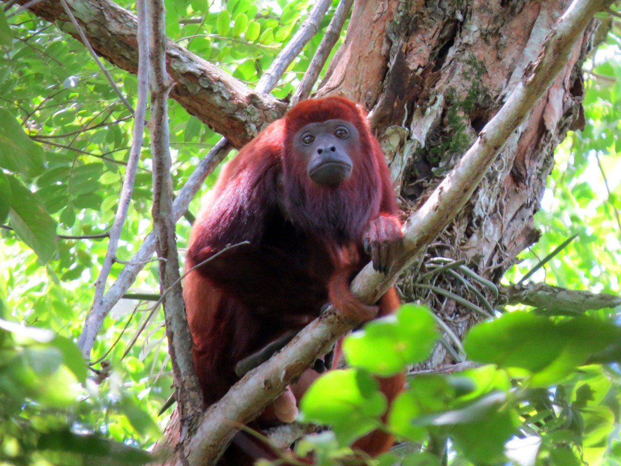 Santuario de Flora y Fauna Los Colorados reabre sus puertas al público