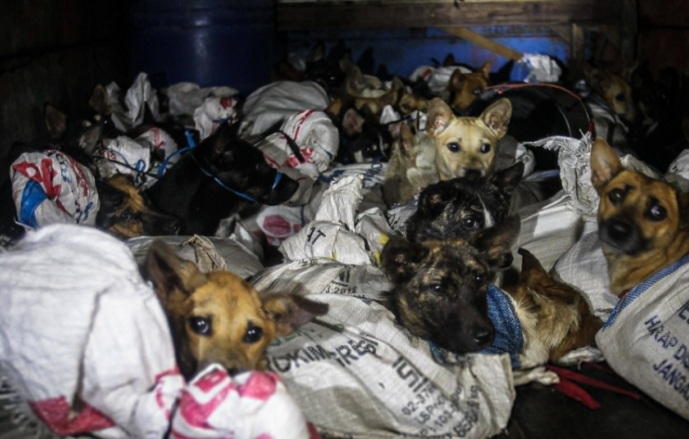 Rescatan a 50 perros que iban a ser sacrificados para vender su carne