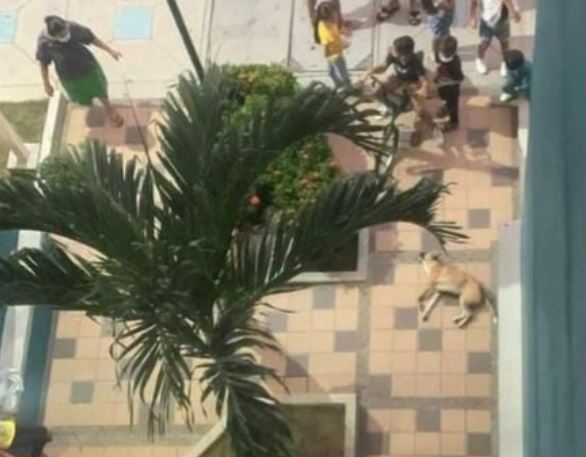 Perro murió tras ser arrojado desde el sexto piso de un edificio, en Cartagena