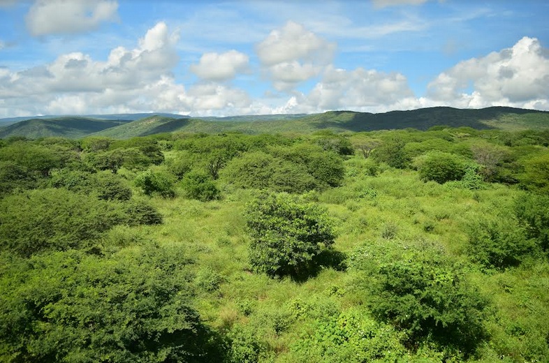 Cerrejón ha rehabilitado más de 4.500 hectáreas de tierras desde 1990