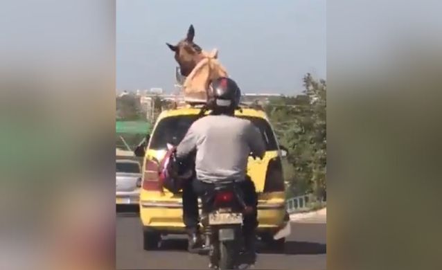 Un «burro» se paseó por Soledad y Barranquilla en el techo de un taxi