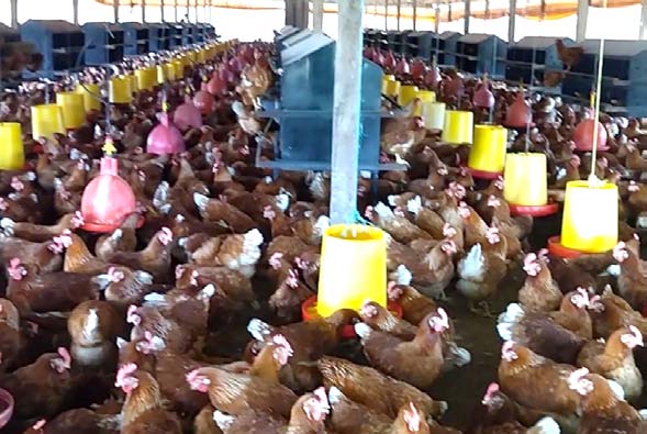 Productores avícolas de Distracción se capacitan para certificar sus granjas como bioseguras