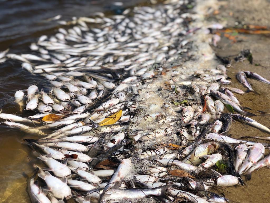 Corpoguajira investiga aparición de peces muertos en la desembocadura del río Ranchería