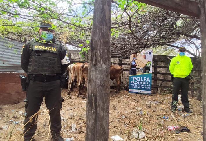 Cinco vacas y 520 kilos de pescado fueron decomisados por la Policía en Maicao