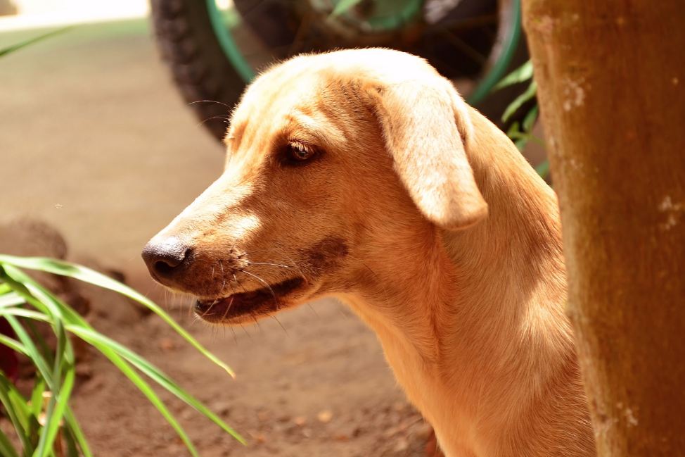 Sujeto fue enviado a la cárcel por matar a puñaladas a un perro criollo