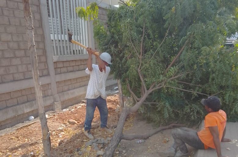 Denuncian ‘arboricidio’ en Albania por obra de Estación de Policía
