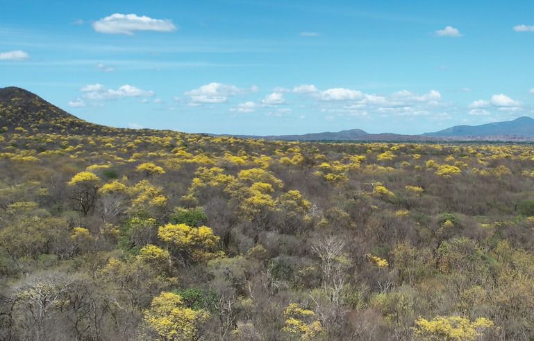 Cerrejón y tres asociaciones comunitarias de La Guajira han restaurado 781 hectáreas de bosque seco tropical