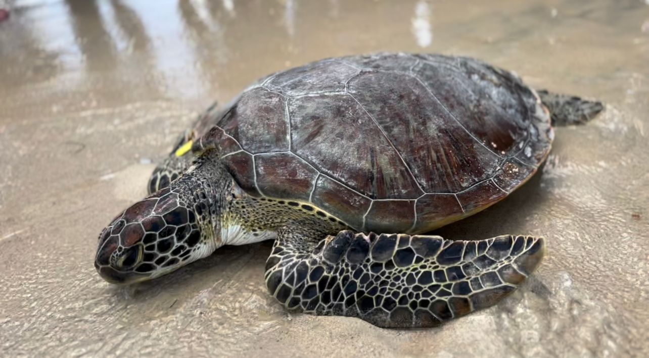 Un total de 24 tortugas marinas retornaron a su hábitat natural