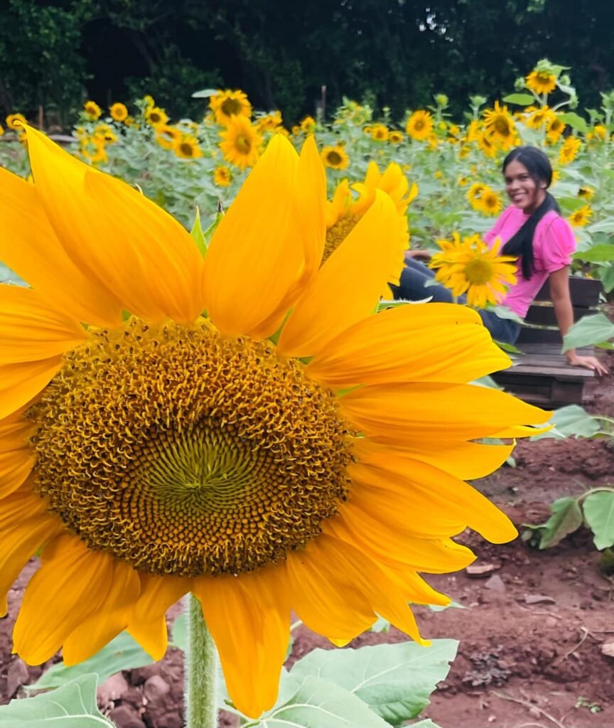 La Ruta del Girasol' en Villanueva, un proyecto de ecoturismo que dinamiza  la generación de empleo en el Sur de La Guajira - Diario del Norte