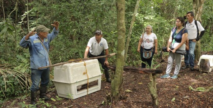 Corpoguajira liberó siete monos aulladores en la reserva Buen Ejemplo, en Mingueo